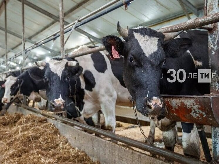 На поддержку аграрного сектора Татарстана выделено 20,8 млрд рублей