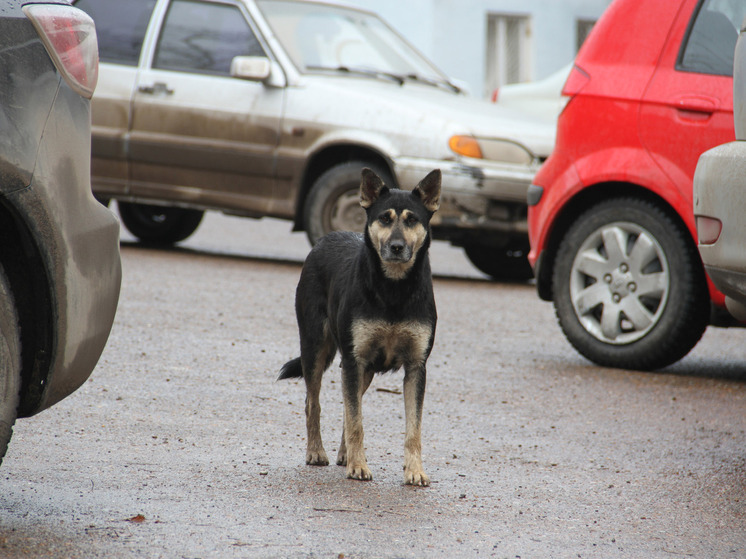 Жители Уфы все чаще стали жаловаться властям на бродячих собак