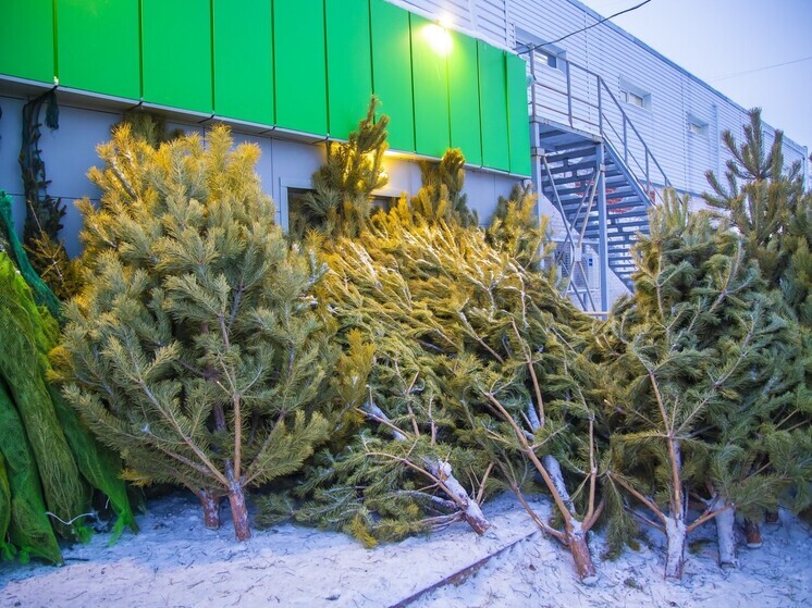 Рождественские сосны подорожали в 1,5 раза за год в Челябинске