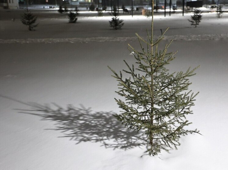 С Южного Урала в Казахстан вывезли более 40 тысяч хвойных деревьев