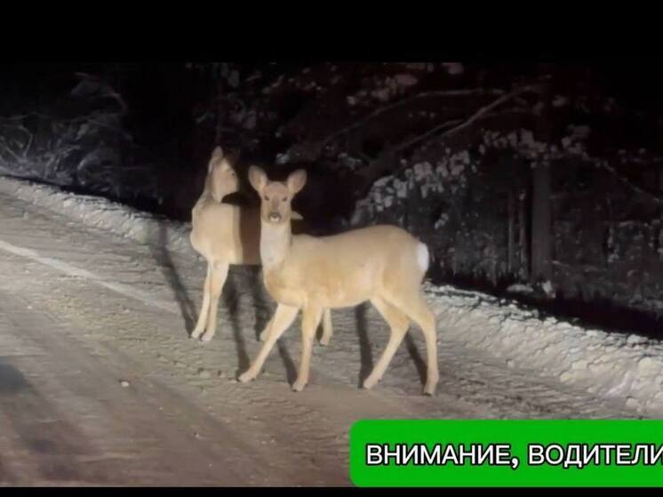 Пензенским водителям рассказали, как действовать, если встретят на дороге диких животных