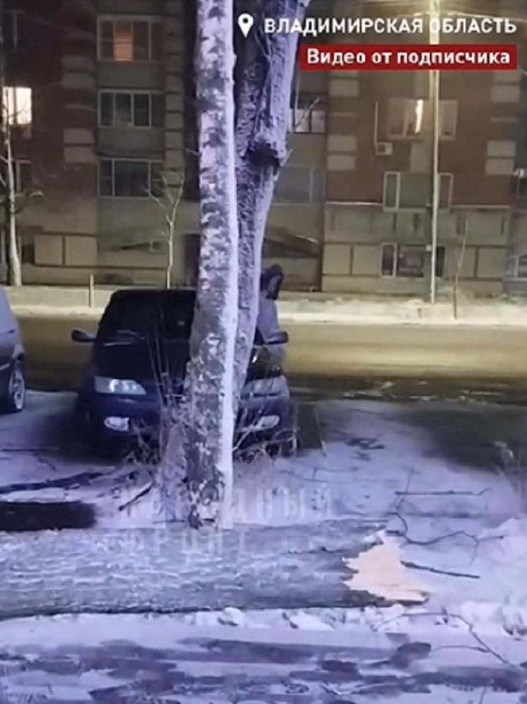  Глава СКР взял на контроль дело о падении дерева на людей в Гусь-Хрустальном