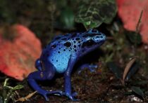 "Волшебные галактические" лягушки исчезли после сообщений о фотографах, уничтожающих их среду обитания
