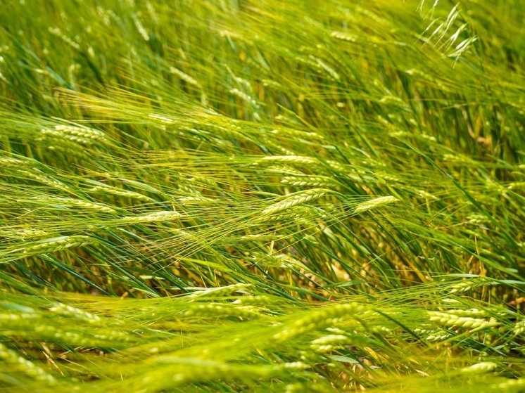 Крупная партия пшеницы из Тульской области не прошла проверку Россельхознадзора