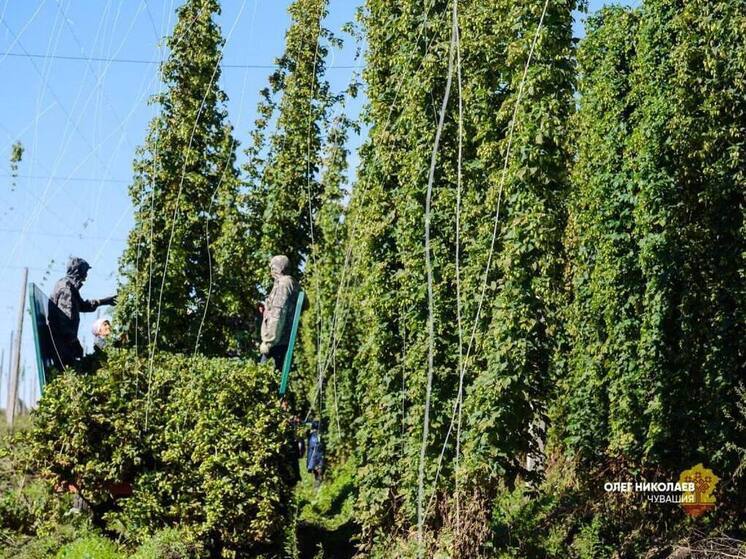 В 2025 году в Чувашии собрано более 300 тонн хмеля