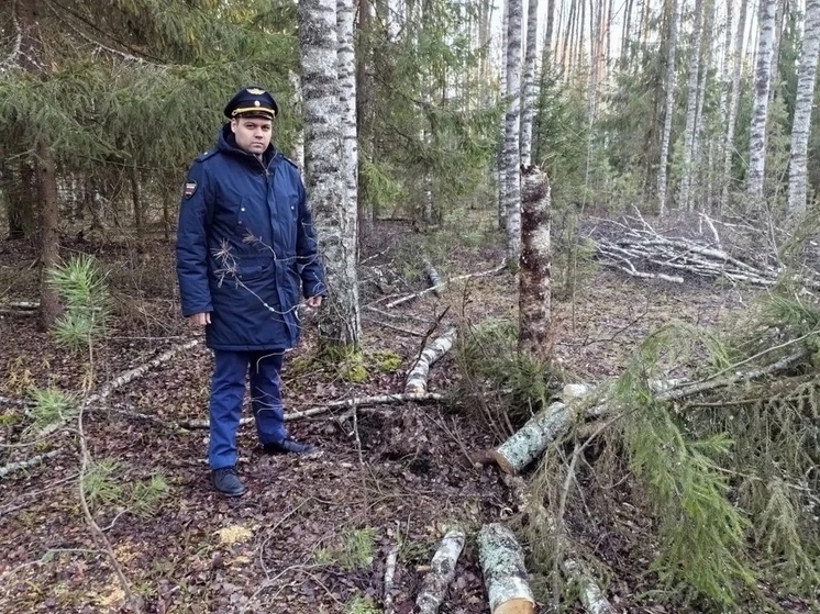 Владимирская прокуратура возбудила дело о незаконной рубке