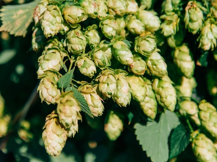 В Чувашии хмелеводство выходит на траекторию роста до 2030 года
