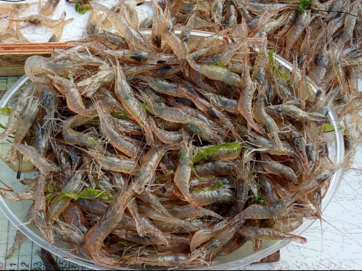 В Азовском море за последние 10 лет в 200 раз вырос вылов ракообразных