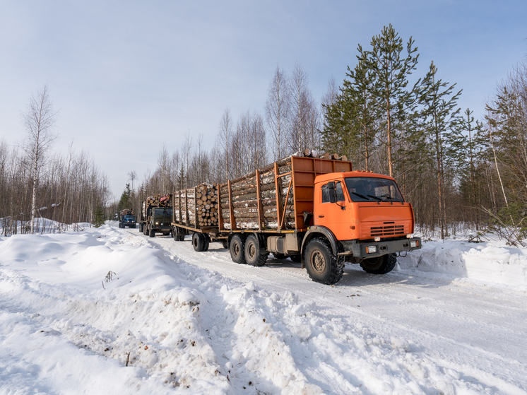 В Архангельской области полицейские проводят операцию «Лес»