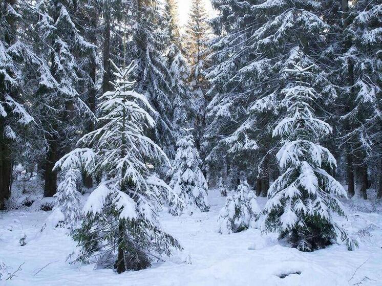 Лесопожарные службы Сахалина в 2026 году получат три новых вездехода