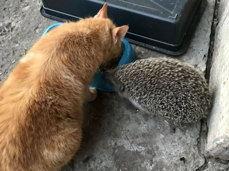 Подмосковные ежи не могут залечь в спячку из-за теплой зимы