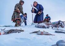 В ЯНАО обсуждается возможность введения новой меры поддержки для представителей коренных малочисленных народов Севера, занимающихся рыболовством, которая будет аналогом «чумового капитала»