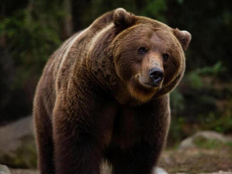 Не все медведи на Сахалине впали в спячку