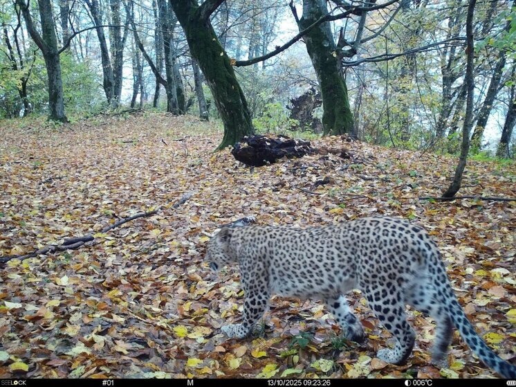 Учёные Института проблем экологии и эволюции им