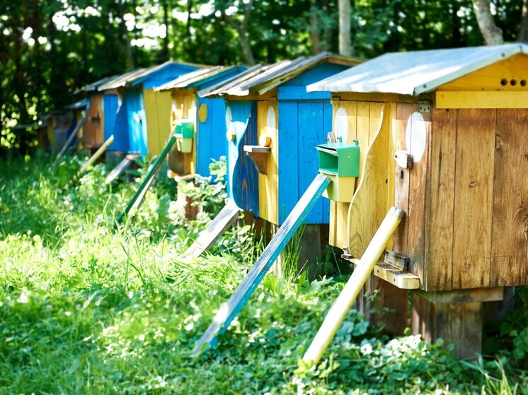 В ДНР планируют развивать новое направление — пакетное пчеловодство