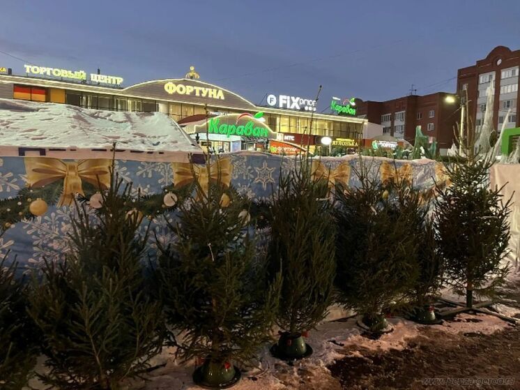 В Пензе проверили елочные базары