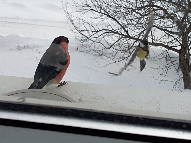 Птица во дворе – это душа погибшего? Церковь предостерегает от суеверий
