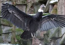 Самые крупные хищные птицы поселились в главном зоосаде Москвы