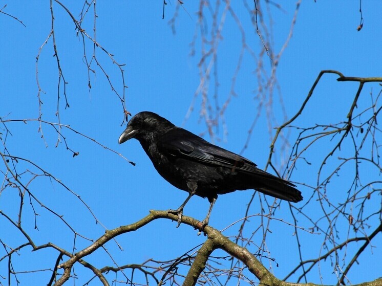 Из пределов Благовещенска прогоняют ворон