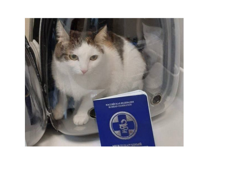  280 иркутских питомцев оформили для выезда за границу в 2025 году