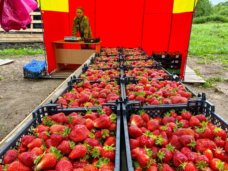 Ивановская область становится одним из ягодных центров страны