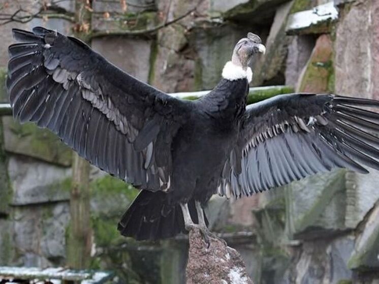 Два андских кондора присматриваются друг к другу в зоопарке столицы