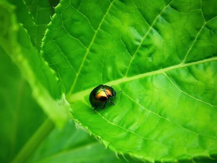 Опасный вредитель обнаружен на Кунашире: введен карантин на площади более 15 тысяч гектаров