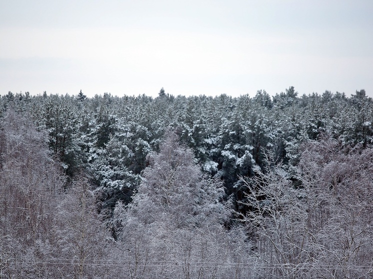 За тверскими елками будут следить еще пристальнее