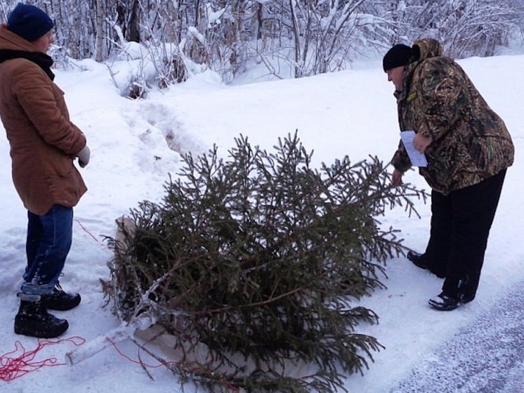 В Архангельской области усиленно охраняют лес перед Новым годом