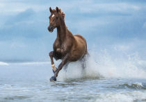 Наступает новый, 2026 год