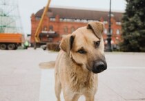 Проблема бродячих собак – тема, которая, к сожалению, регулярно всплывает в Пензенской области. Поводы для обсуждения появляются всё чаще: недавно в регионе произошло сразу два случая с нападением безнадзорных собак. Они привлекли внимание Следственного комитета России. Параллельно жители Пензы продолжают жаловаться на ситуацию во дворах.