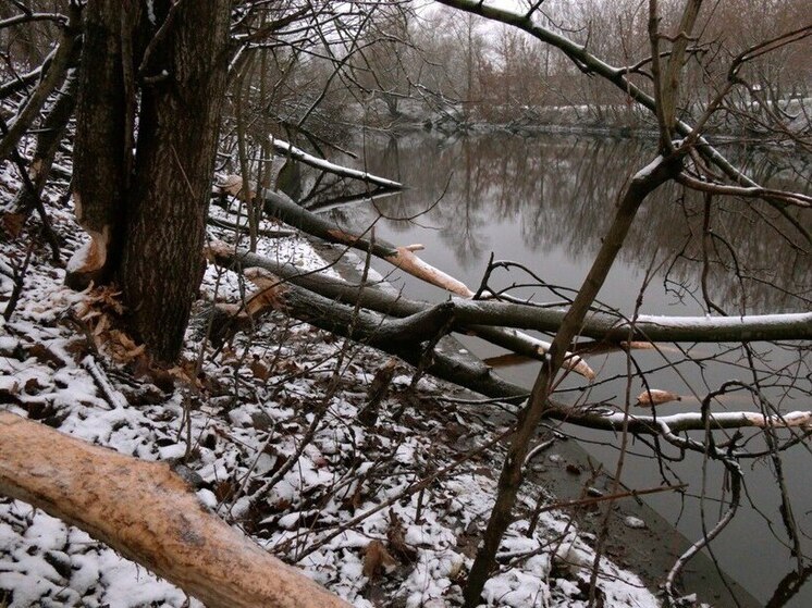 Бобры устроили лесосеку на реке Таракановке в Петербурге