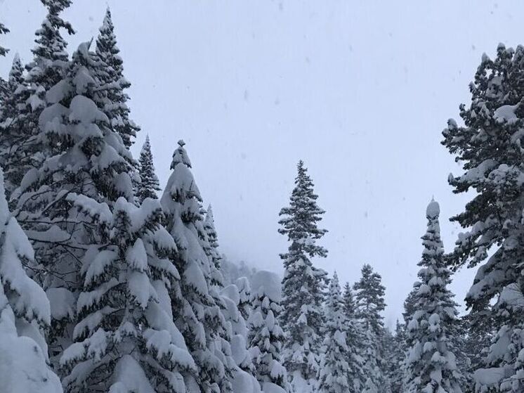 В Приангарье продали право на заготовку 800 новогодних ёлок