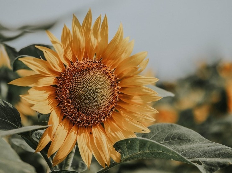 В Дагестане собрали около 4 тыс. тонн подсолнечника