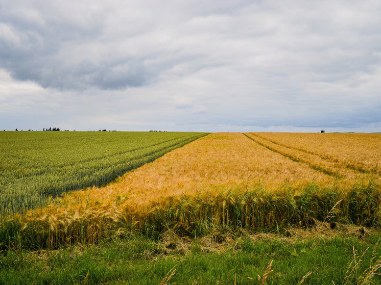 В Херсонской области продлили программу льготного лизинга для агробизнеса