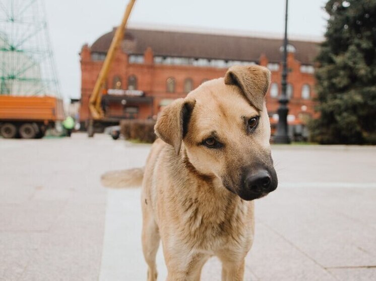 Проблема бродячих собак – тема, которая, к сожалению, регулярно всплывает в Пензенской области. Поводы для обсуждения появляются всё чаще: недавно в регионе произошло сразу два случая с нападением безнадзорных собак. Они привлекли внимание Следственного комитета России. Параллельно жители Пензы продолжают жаловаться на ситуацию во дворах.
