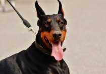 В Мурманской области суд вынес первый приговор за бесконтрольный выгул собаки