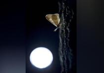 Учёные из Университета Вермонта, просматривая данные с лесных камер слежения, обнаружили неожиданное явление: мотыльки пили слёзы из глаз лося