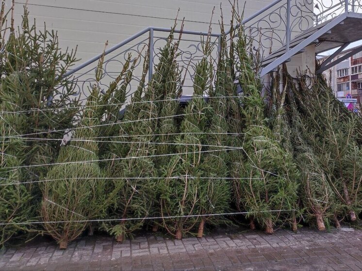 В Великом Новгороде 20 декабря откроются пять елочных базаров