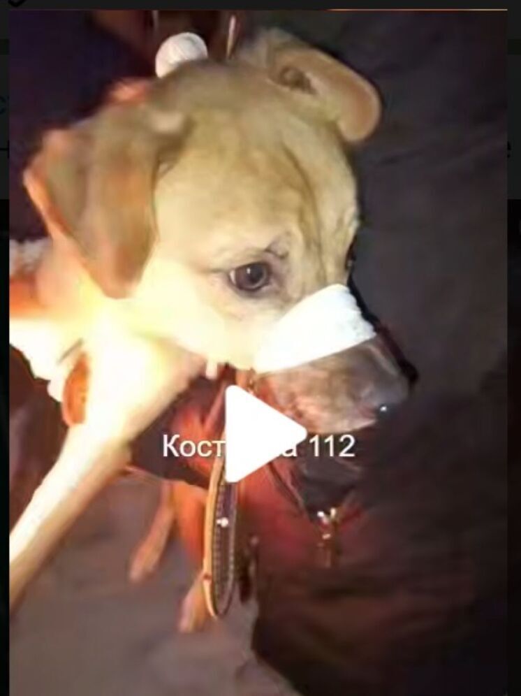 Костромская жуть: волонтеры-зоозащитники спасли четырех собак от голодной смерти