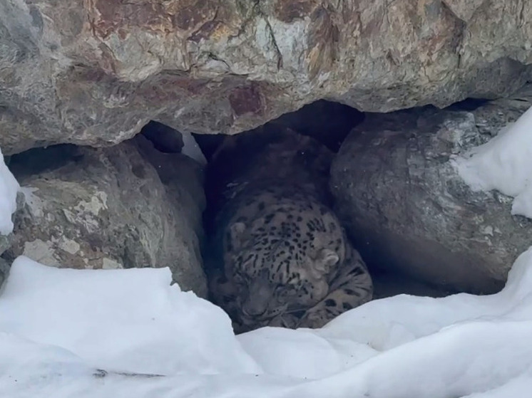 Новая большая кошка поселилась в Челябинском зоопарке