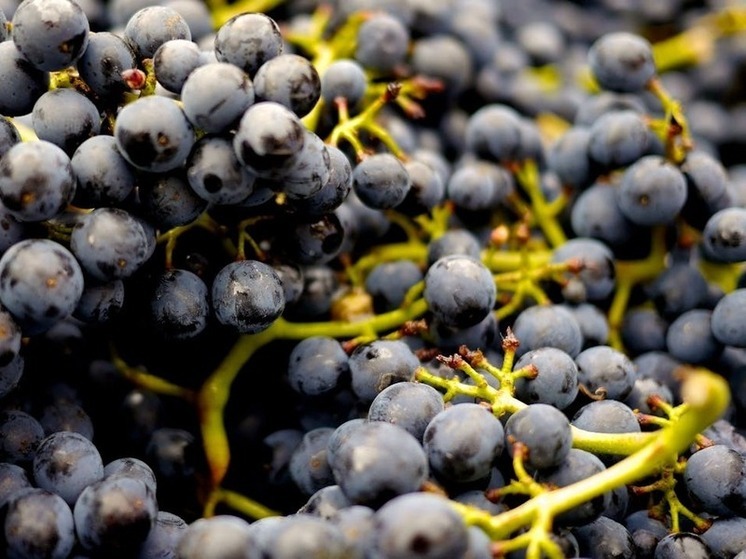 Дагестан собрал более 300 тысяч тонн винограда в 2025 году