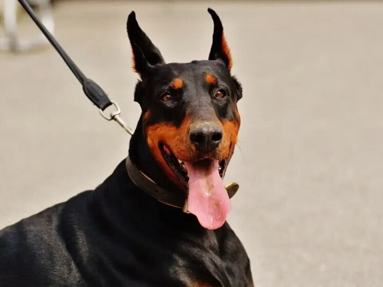 Жителю Мурманской области назначили 300 часов обязательных работ за самовыгул добермана