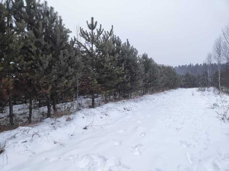 В Омске ГИБДД пресекла незаконную торговлю ёлками на проезжей части