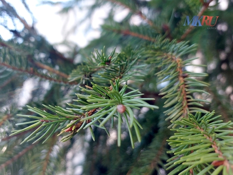 В калужских лесах усилили охрану елей