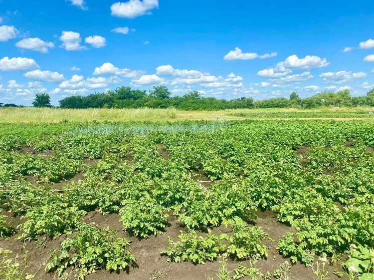 Рязанку дважды оштрафовали за заросший участок