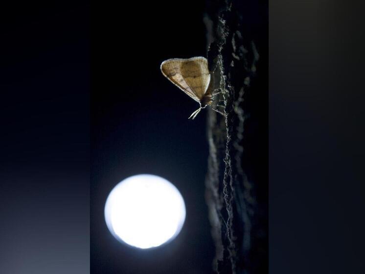 Учёные из Университета Вермонта, просматривая данные с лесных камер слежения, обнаружили неожиданное явление: мотыльки пили слёзы из глаз лося