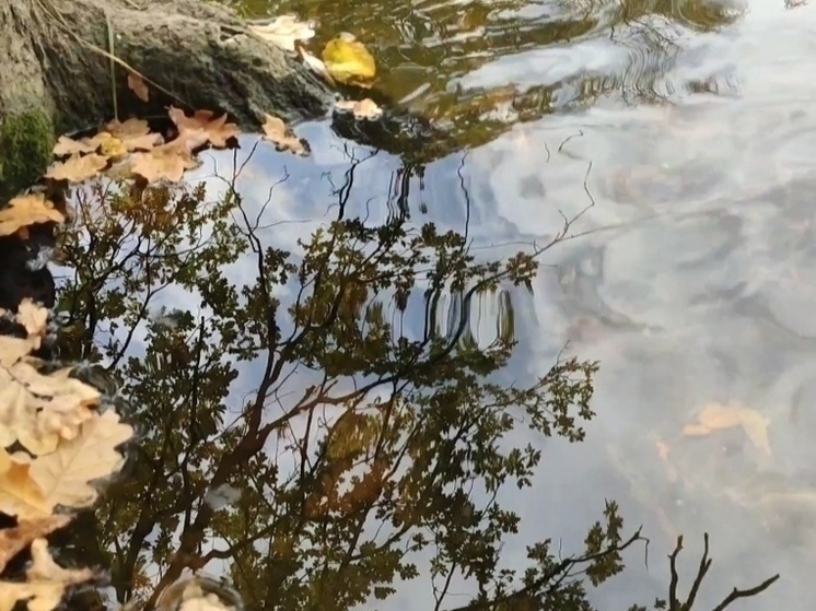 В Белгородской области считают норок и выдр