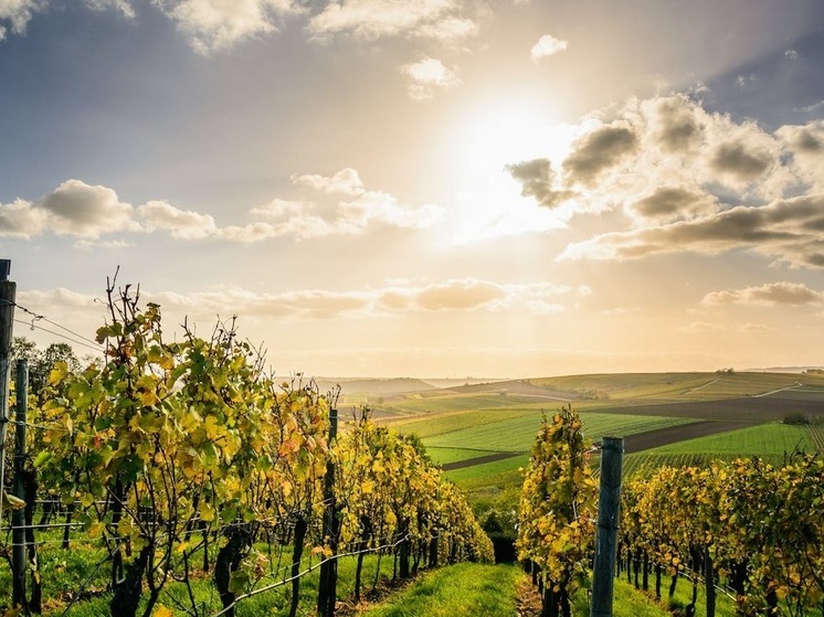 Дагестан поставил в Крым и на Кубань более 1,5 млн саженцев винограда