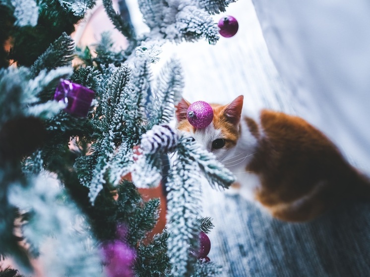 Елка vs. кошка: как сохранить украшения и питомца в безопасности